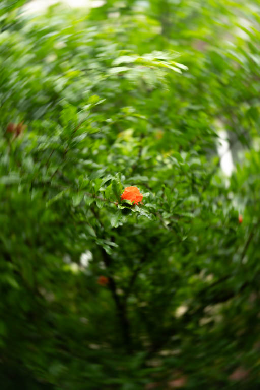 散步照片 2